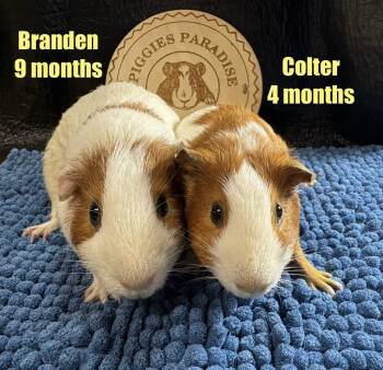 Rescue Short Haired Guinea Pigs for Adoption in Red Oak, Iowa - Branden & Colter | PetCurious